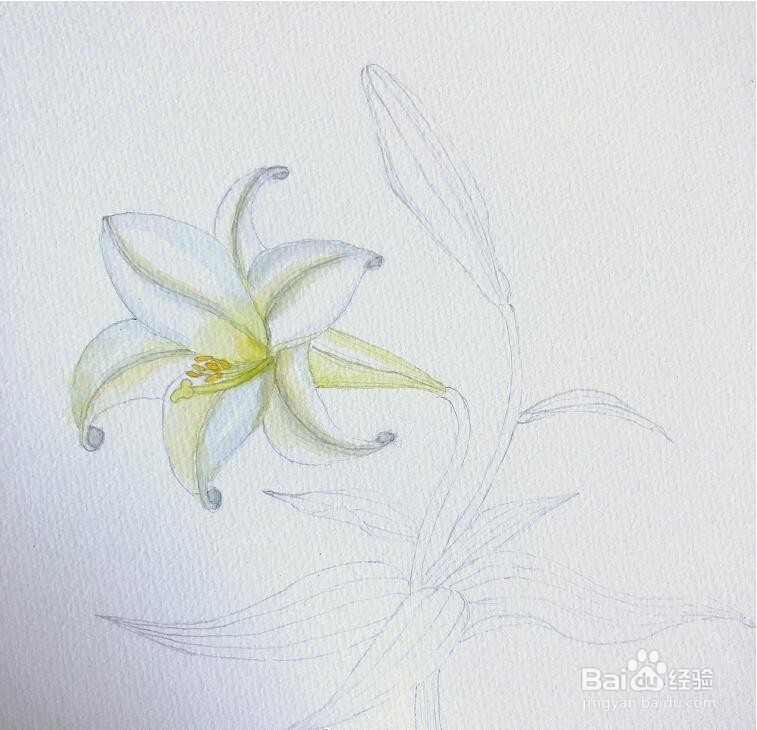 简单的水彩画教程，水彩画百合花步骤图解