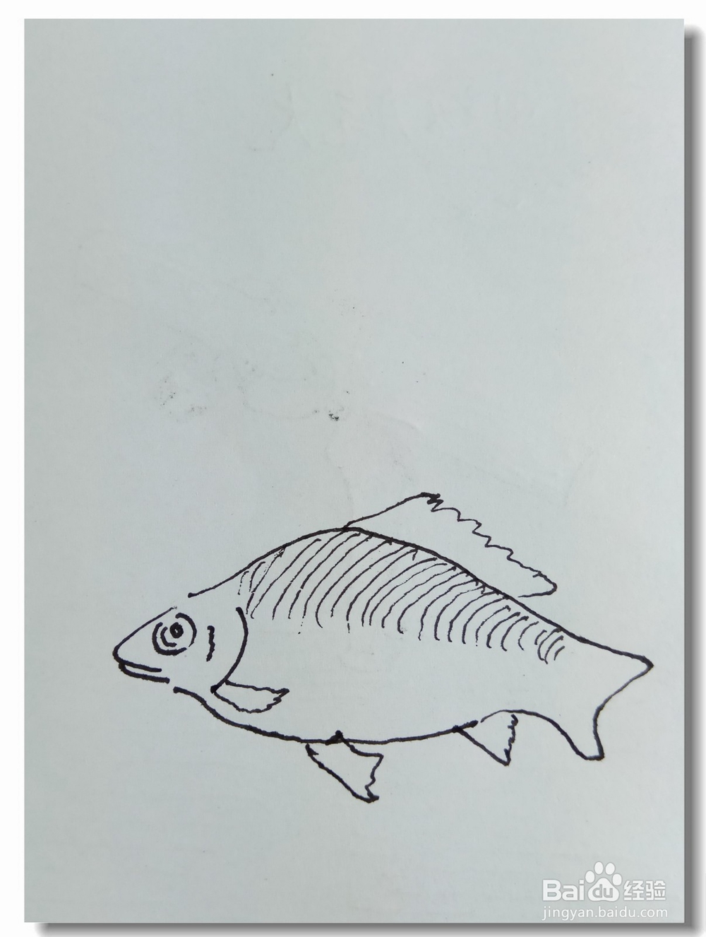 怎样画钢笔画“鲫鱼