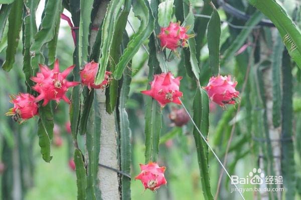 火龙果的饮食禁忌有哪些