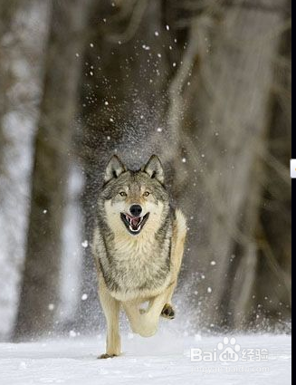 学习狼生存的哲学