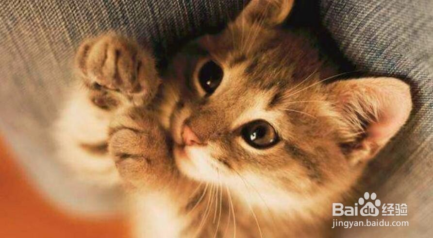 怎么养好一只猫?了解一下