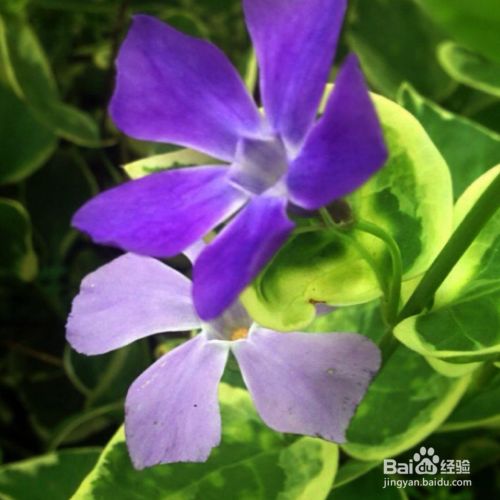 如何养花叶蔓长春 百度经验