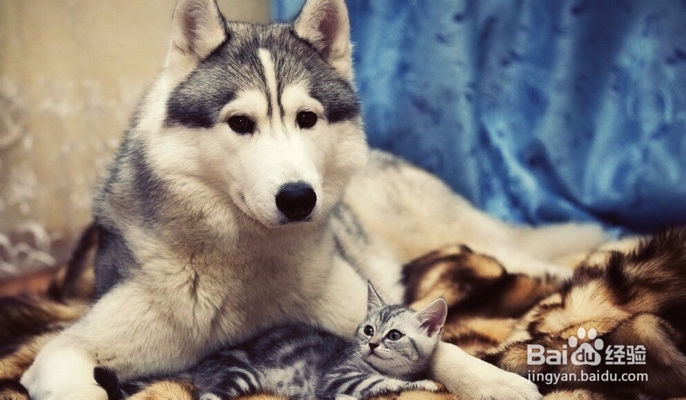 哈士奇训练教程