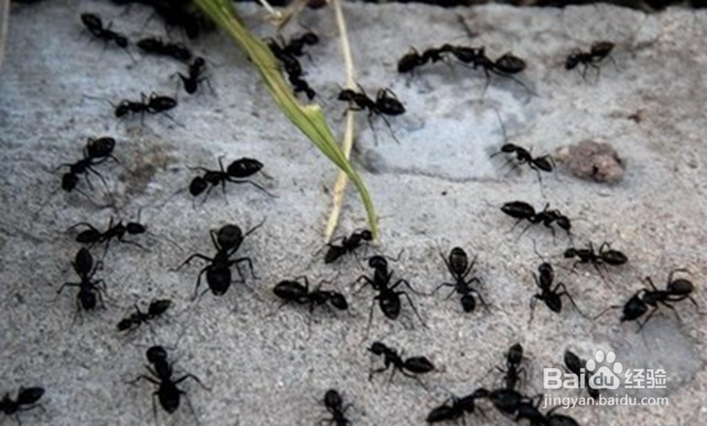 <b>办公室有蚂蚁怎么处理</b>
