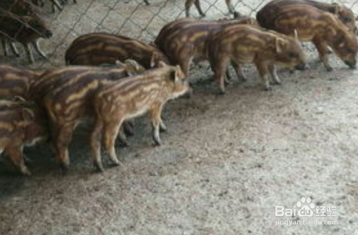 野猪如何容易中套