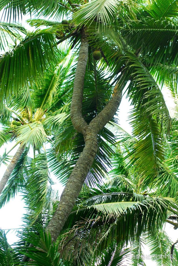 椰皇的营养价值与功效