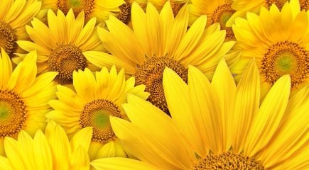 如何栽植向日葵?