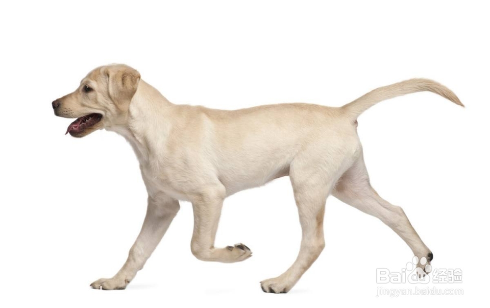 狗狗皮肤病用什么药好用