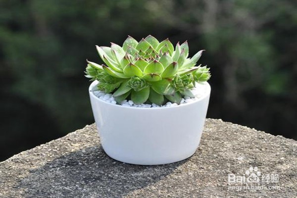 戒掉5个不良习惯,养花该如何规避风险?