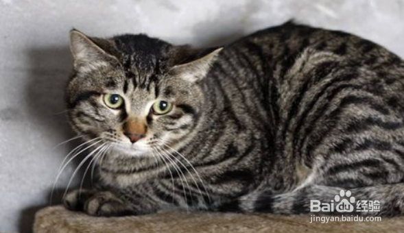 怎样选择宠物猫