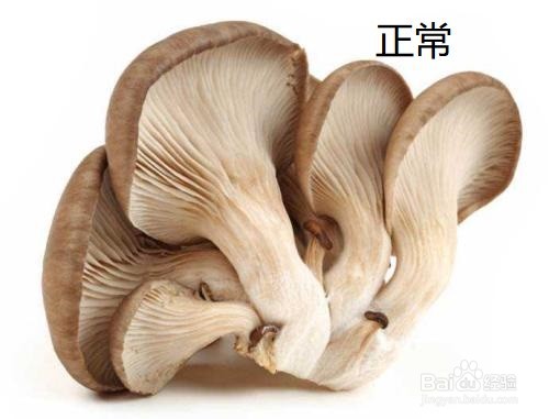 野蘑菇怎么分辨有毒没有毒