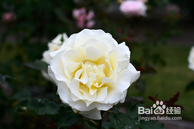 温哥华夜幕下的玫瑰园(组图)