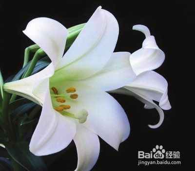 各种花茶作用大全,养颜保健美体