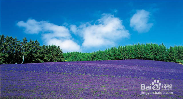 用对日本护肤品让你在北海道的夏天美如花！
