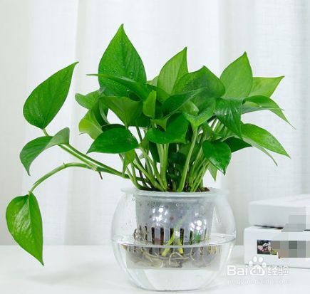 水养植物水里有虫怎么办 百度经验