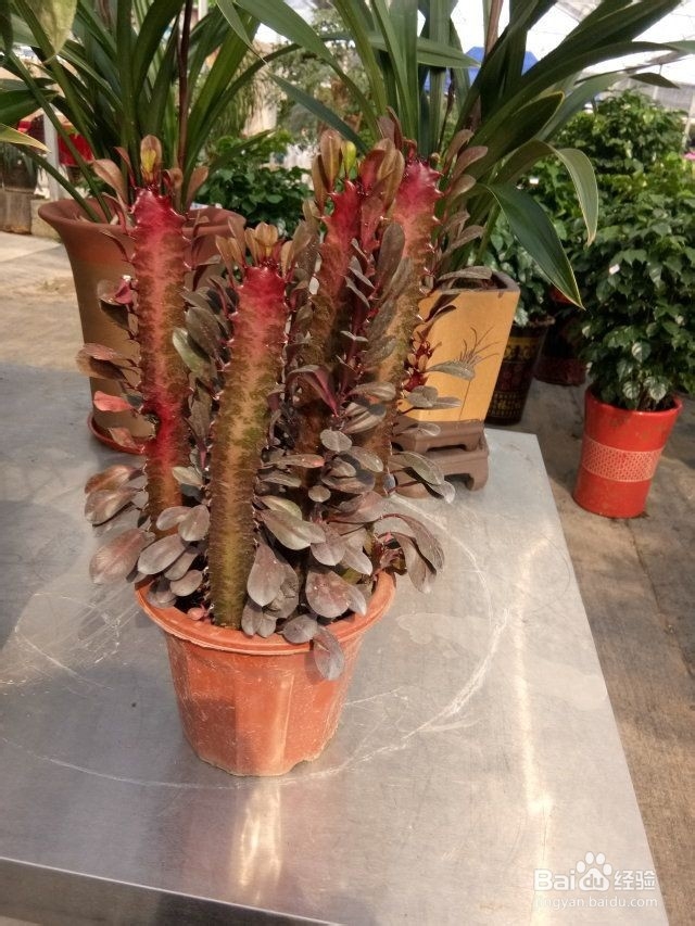 如何考上清华北大