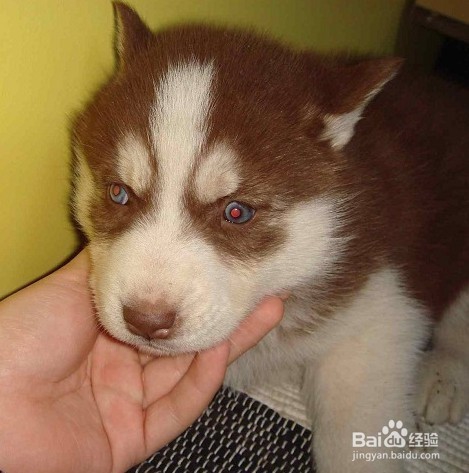 哈士奇幼犬的饲养，学会你就是专业的~