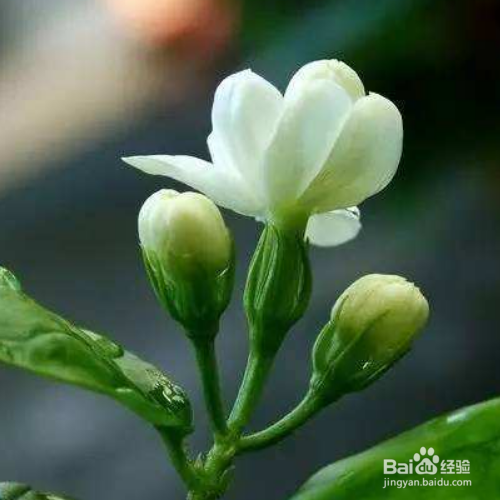 茉莉花怎么过冬