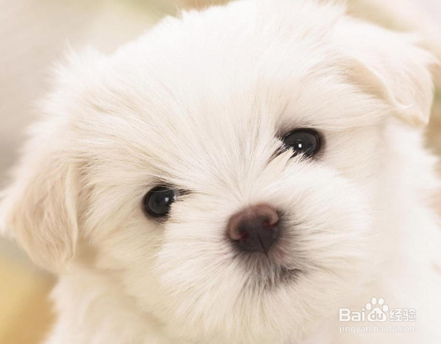 狗乱尿拉屎怎么办