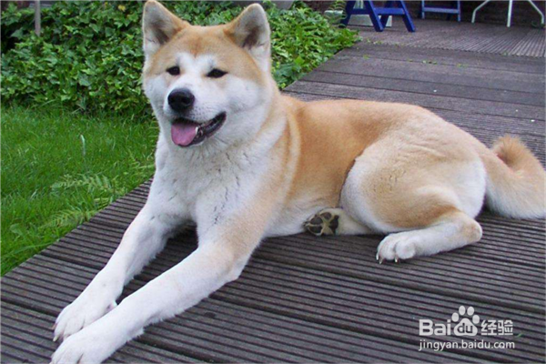 十大新手最好养的中型犬