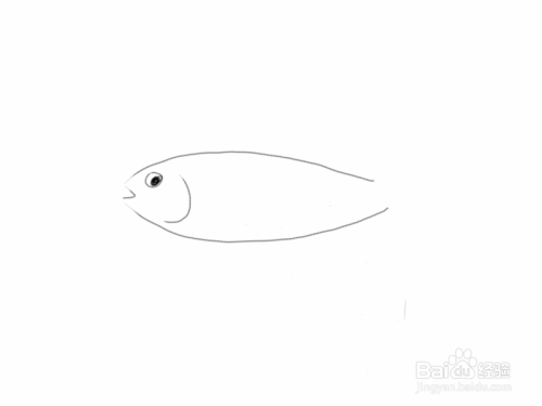 怎么手绘金枪鱼？