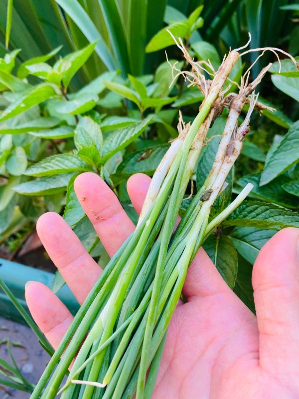 薏米冬瓜红豆脊骨除湿汤