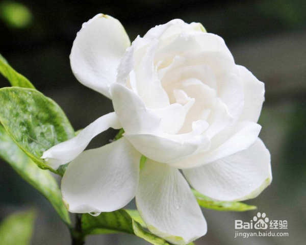 栀子花怎么养殖?