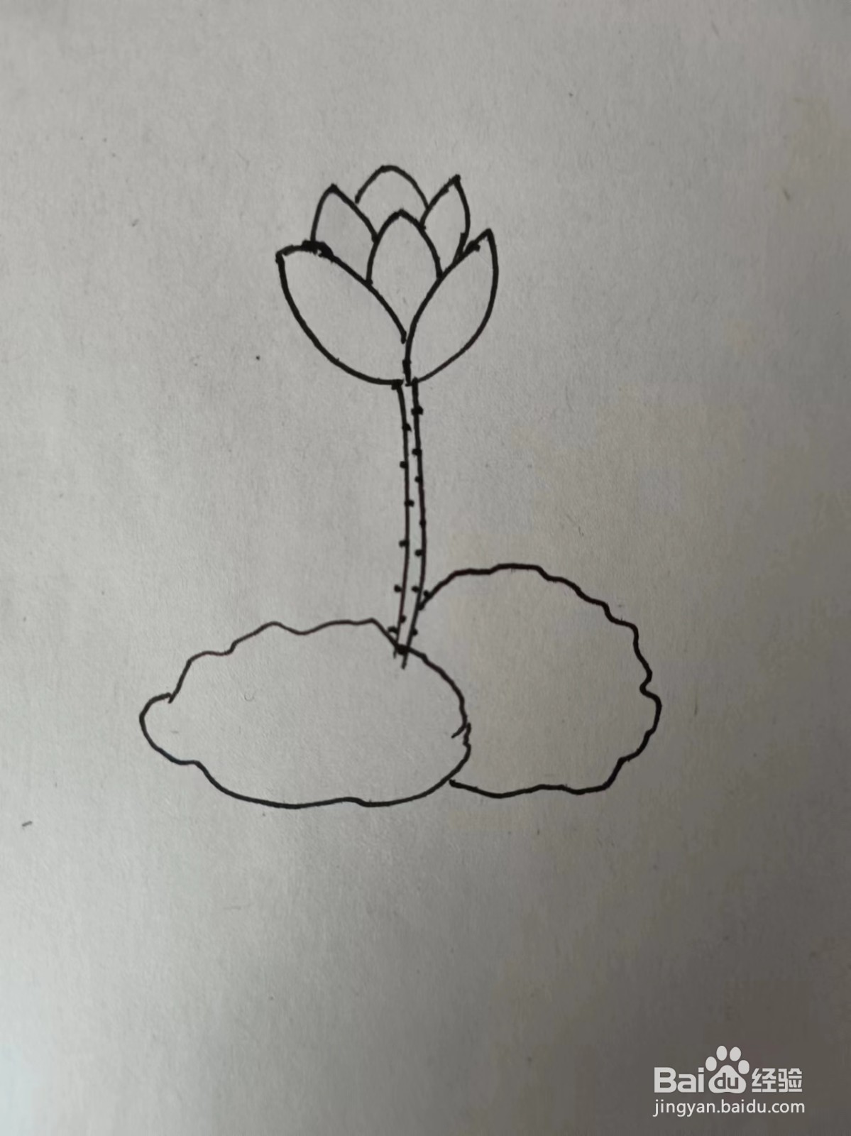 画荷花的简笔画