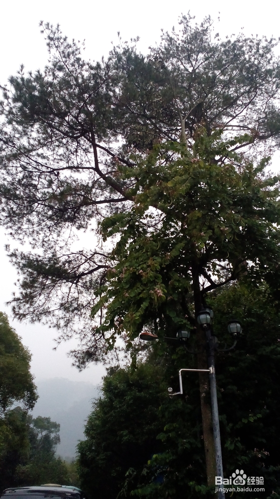 肇庆鼎湖山游记