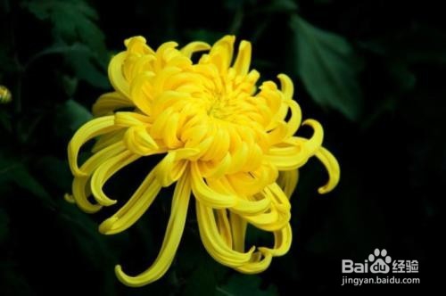 菊花的作用以及食用禁忌