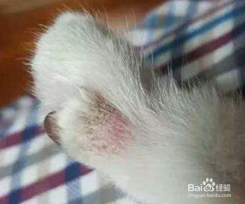猫长猫藓怎么办