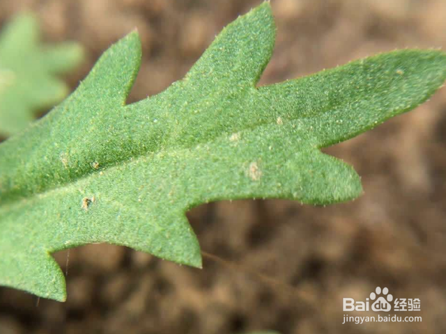 独行菜和荠菜有什么不同吗
