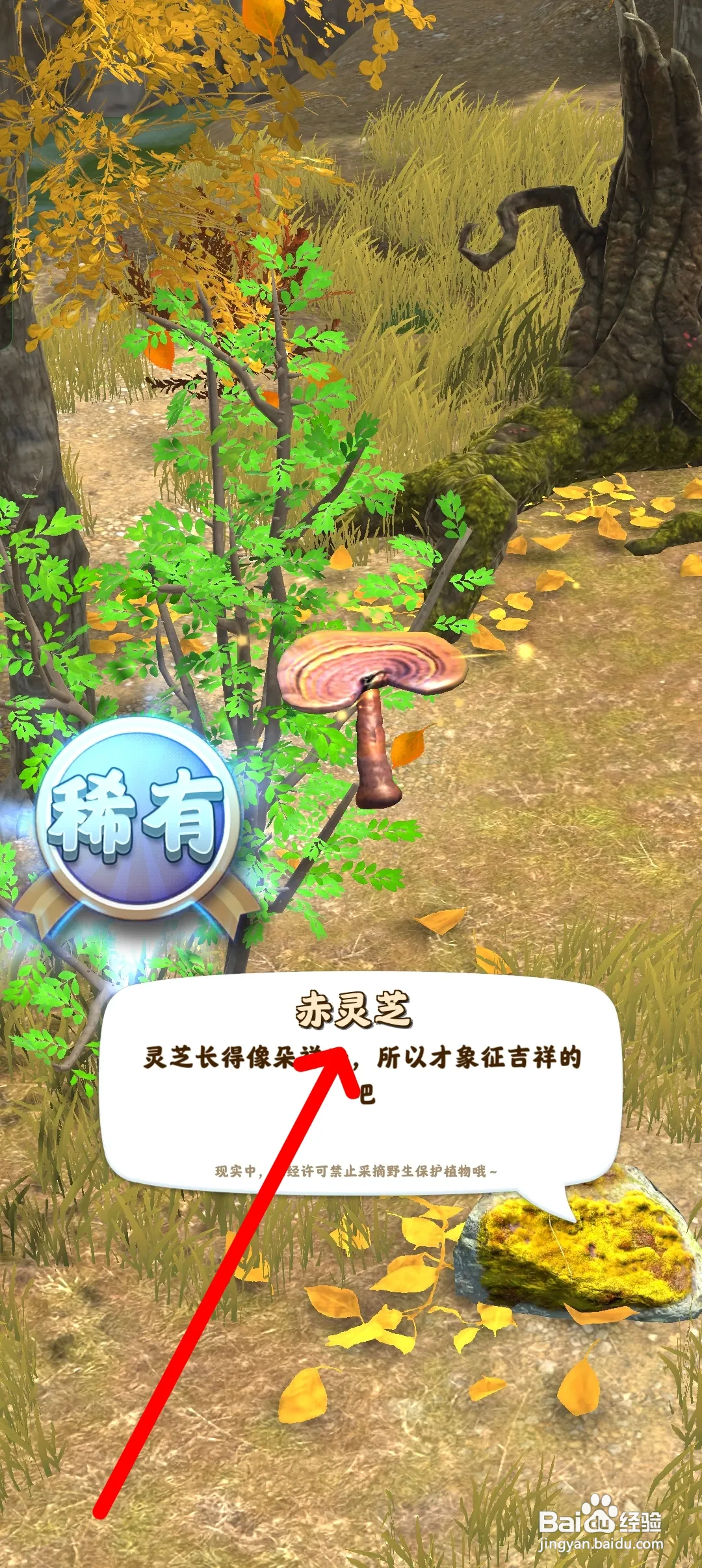 夺笋高手如何获得赤灵芝