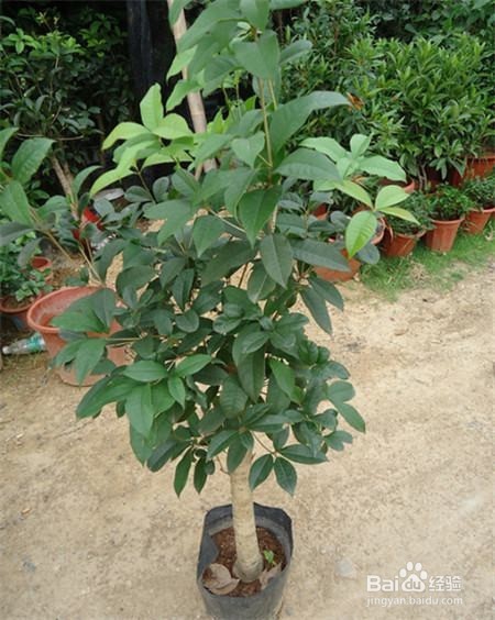 四季桂花的养殖方法和注意事项