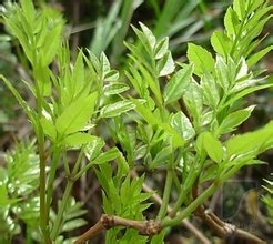 董淑娟专家----专家教你如何对付失眠的困扰