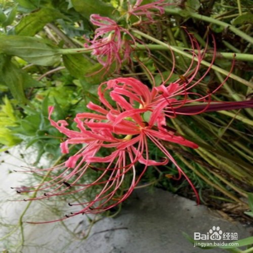 如何养好彼岸花