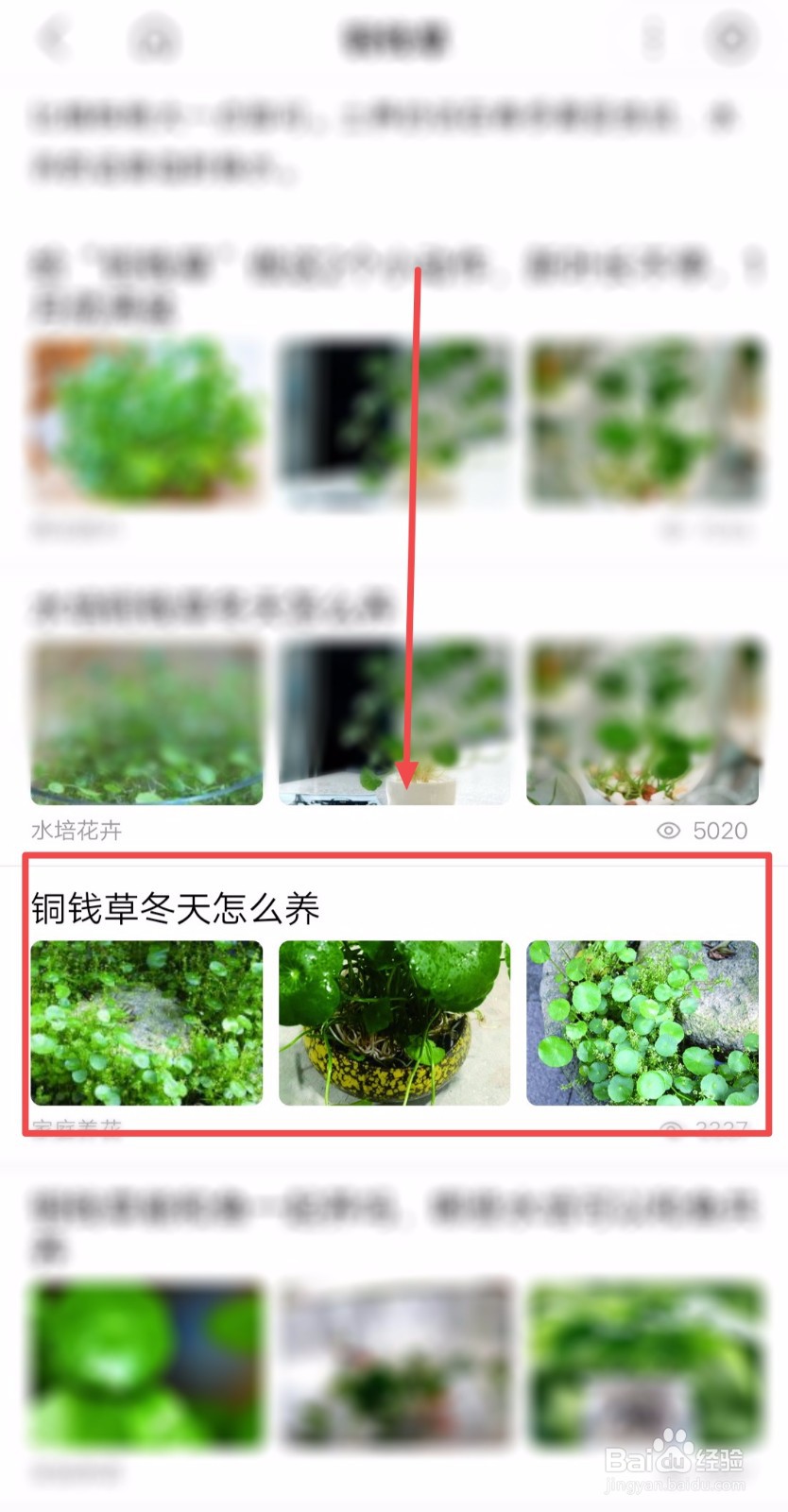 室外铜钱草怎么过冬