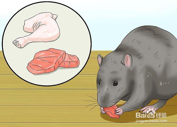 如何喂养宠物鼠
