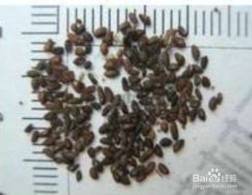 一身都是宝的植物 车前子