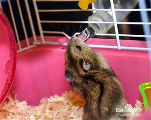 喵桑仓鼠饲养的指南