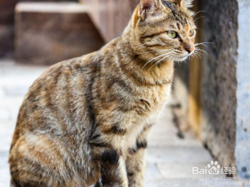 怎么通过被毛和毛色分辨中国狸花猫是否健康 百度经验 怎么通过被毛和毛色分辨中国狸花猫是否健康 百度经验