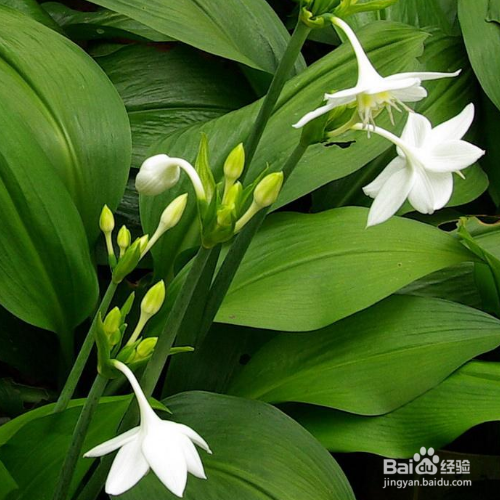 一叶兰病害怎么防治？