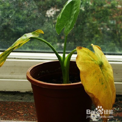 植物叶子发黄怎么办