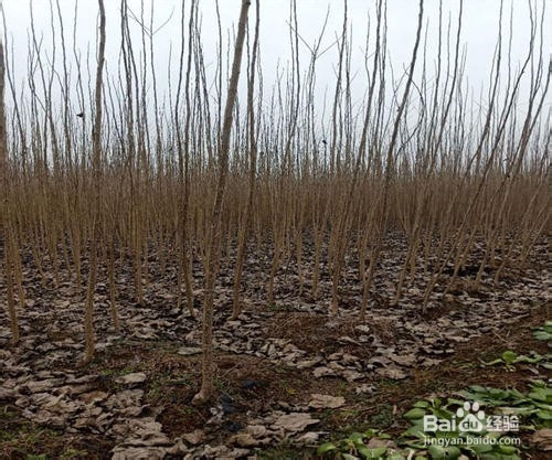 残树挖除施工方法