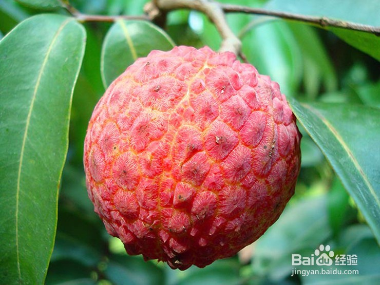 有胃病的人适合吃什么水果？