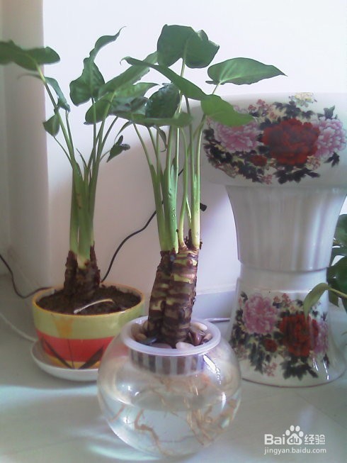 水培滴水观音 千手观音植物水培方法