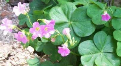 酢浆草夏天枯萎了怎么办