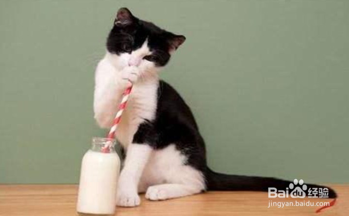 猫咪怎么补钙