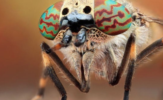 中国有马蝇这种虫吗