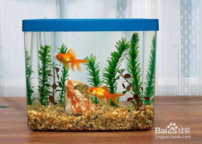 鱼缸粪便怎么处理
